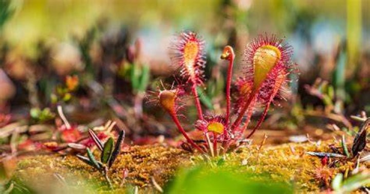 Are sundews protected