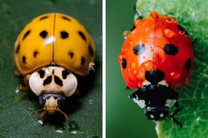 Can you ship ladybugs