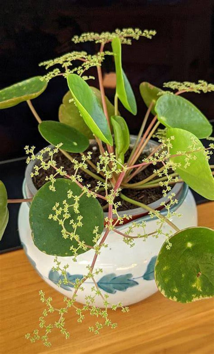 Is Pilea a rare plant