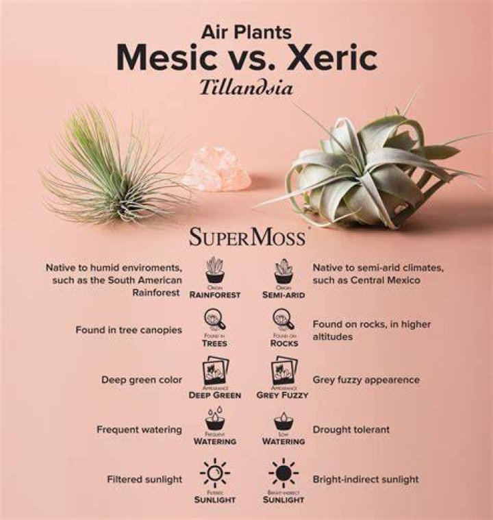 What is a xeric plant